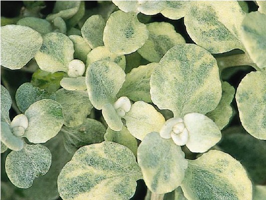 Однолетние растения Геліхризум Variegata черенок 20грн ожидается